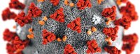 Image microscopique électronique à balayage colorée du virus Sars Cov-2
