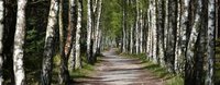 Waldweg mit Allee aus Birkenbäumen links und rechts