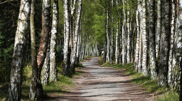 Waldweg mit Allee aus Birkenbäumen links und rechts